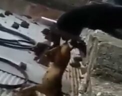 Вся боль собачьей любви в одном ролике Вся боль собачьей любви в одном ролике