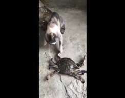 Вот это поздоровались! Не самое приятное знакомство кошки с крабом Вот это поздоровались! Не самое приятное знакомство кошки с крабом
