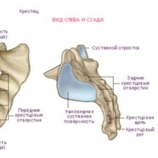 Строение копчика у женщин и хвостик фото