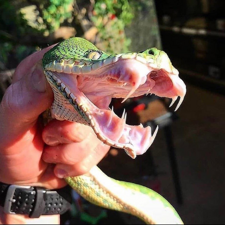 Желтый питон на дереве в лесу. Найди змею среди черепашек. Гергели дудас. Ворох змей. Гергели дудас головоломки.
