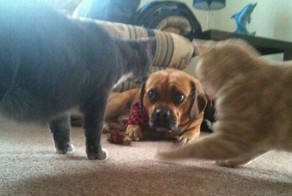 Фотоприкол недели