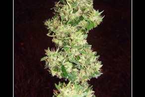 Смешной демотиватор от zubrilov за 03.02.2012 №102038