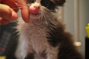 Пикантный фотоприкол