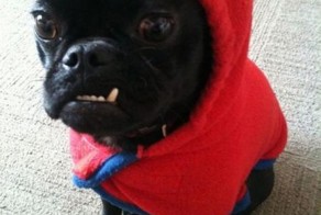 Новый фотоприкол