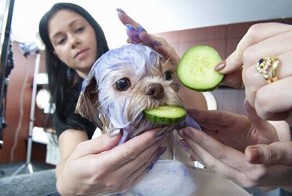 Бесплатный фотоприкол