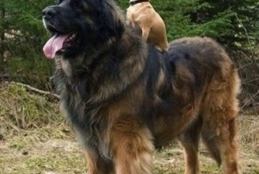 Фотоприкол фото