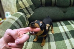 Смешные рисунки