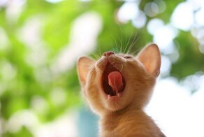 Смешная фотогалерея