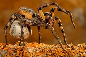 Пикантный фотоприкол