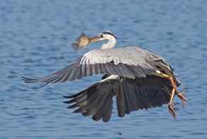 Фотоприкол онлайн бесплатно