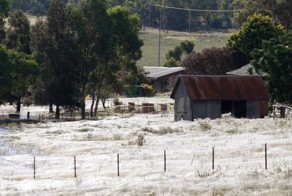 Пауки захватили Австралию (8 фото)