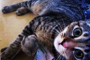 Фотоприкол онлайн