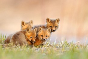 Пикантный фотоприкол