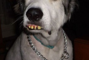 Фотоприкол дня