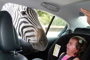 Фотоподборка