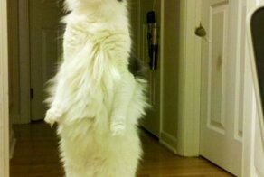 Бугагашеньки