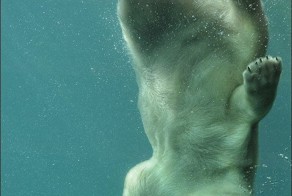 Фотоприкол дня