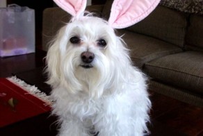 Смешной фотоприкол