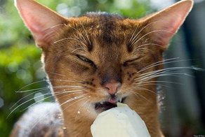 Бугагашеньки