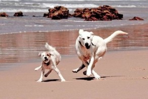 Новый фотоприкол