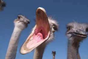 Фотоальбом