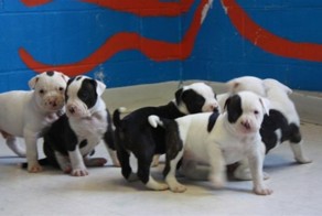 Бедные Щенки (4 фото)