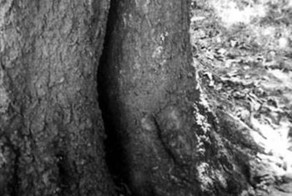 Болезни с географическими именами. Часть 3 (12 фото)