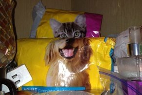 Фотоприкол недели