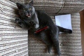 Свежий фотоприкол