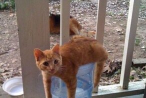 Смешные рисунки