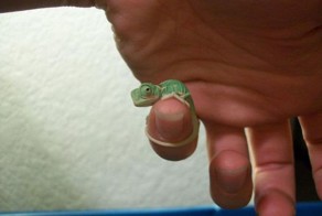 Фотоприкол