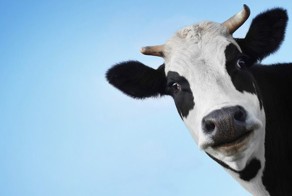 Фотоприкол недели