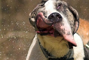 Смешная фотогалерея