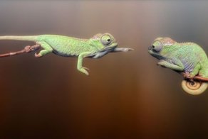 Фотоприкол