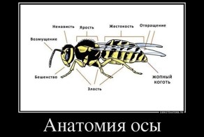 Смешной демотиватор от zubrilov за 25.05.2012 №113537