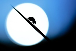 Смешные рисунки