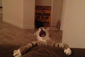 Свежий фотоприкол