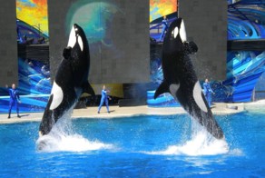 Бесплатно фото