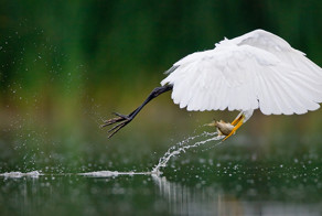 Бесплатно фото