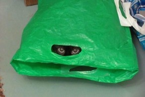 Фотоприкол онлайн бесплатно