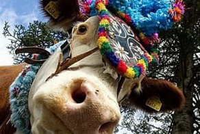 Пикантный фотоприкол