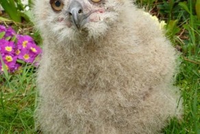 Фотоприкол фото