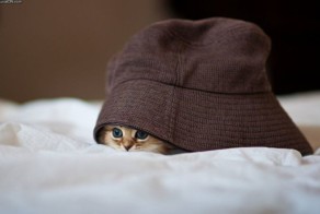 Смешной фотоприкол