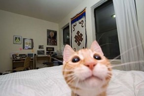 Новый фотоприкол