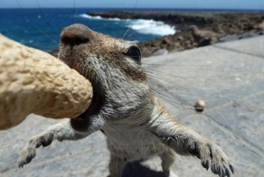 Смешная фотогалерея