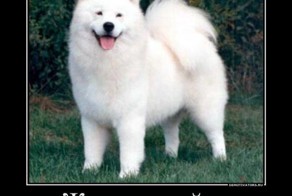 Смешной демотиватор от zubrilov за 02.07.2012 №118619