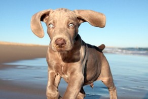 Бугагашеньки