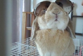 Фотоприкол