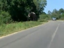 Слон хотел напасть на машину