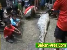 Чем питается гигантская анаконда